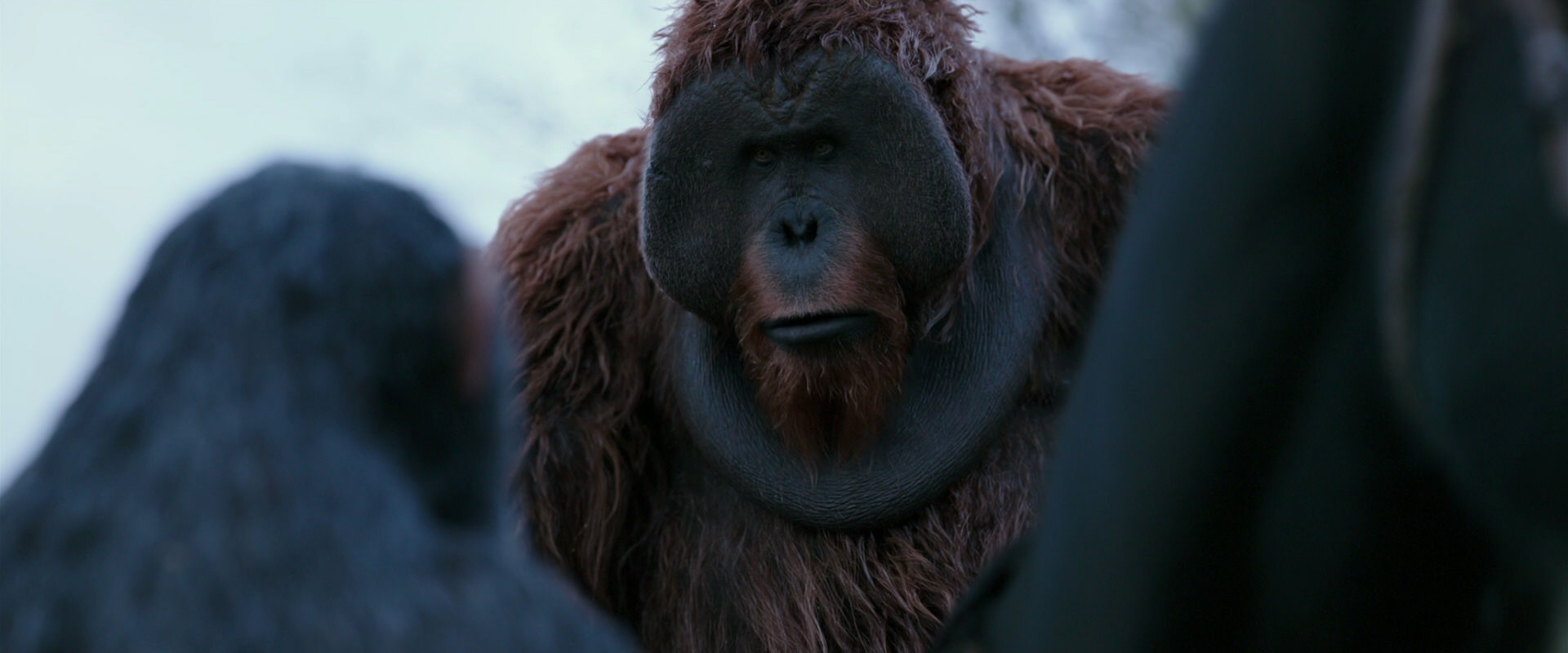 War for the Planet of the Apes (2017) HD screenshot 2894