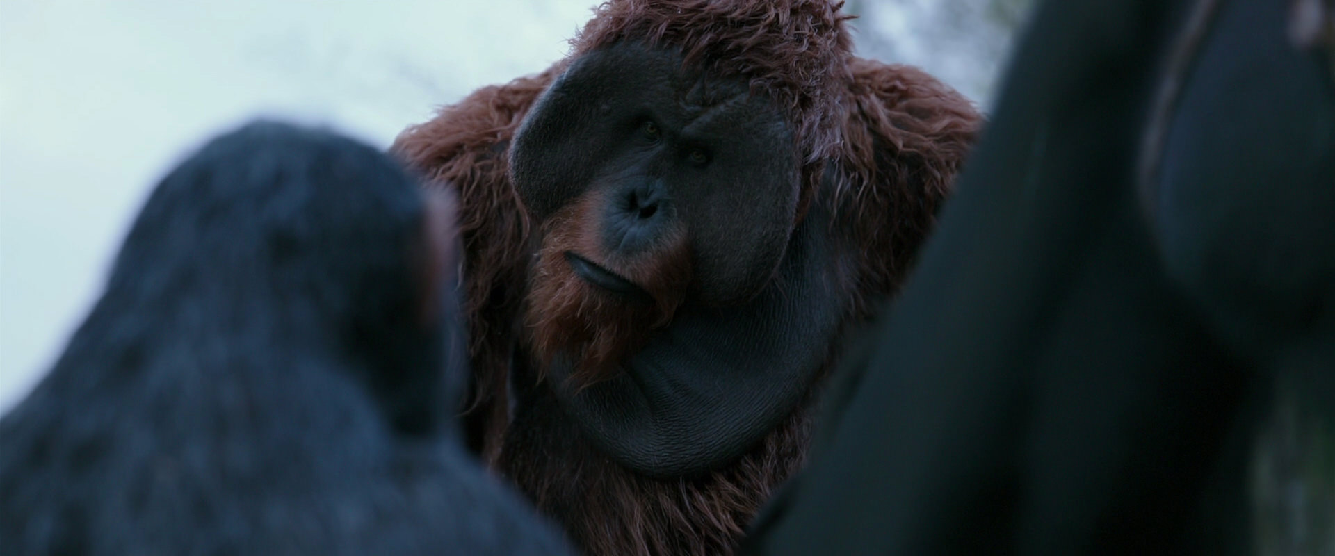 War for the Planet of the Apes (2017) movie still 2902