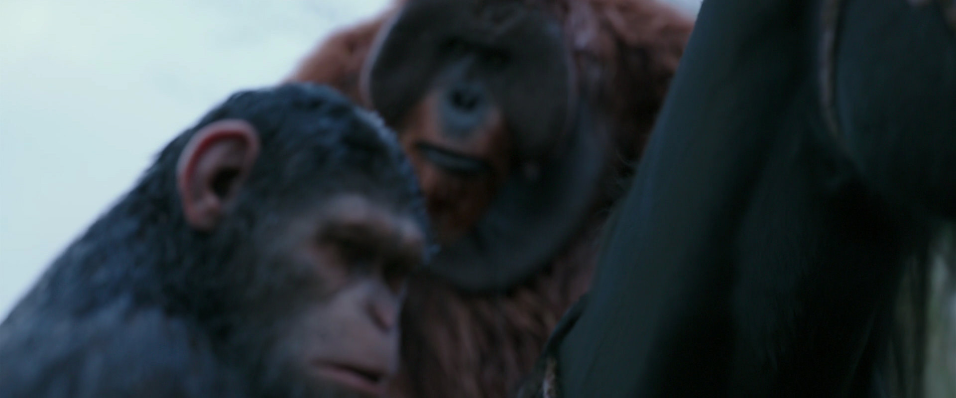 War for the Planet of the Apes (2017) HD screenshot 2909