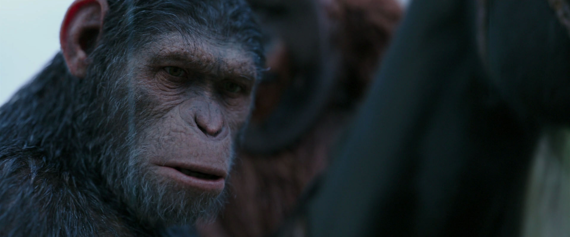 War for the Planet of the Apes (2017) movie still 2914