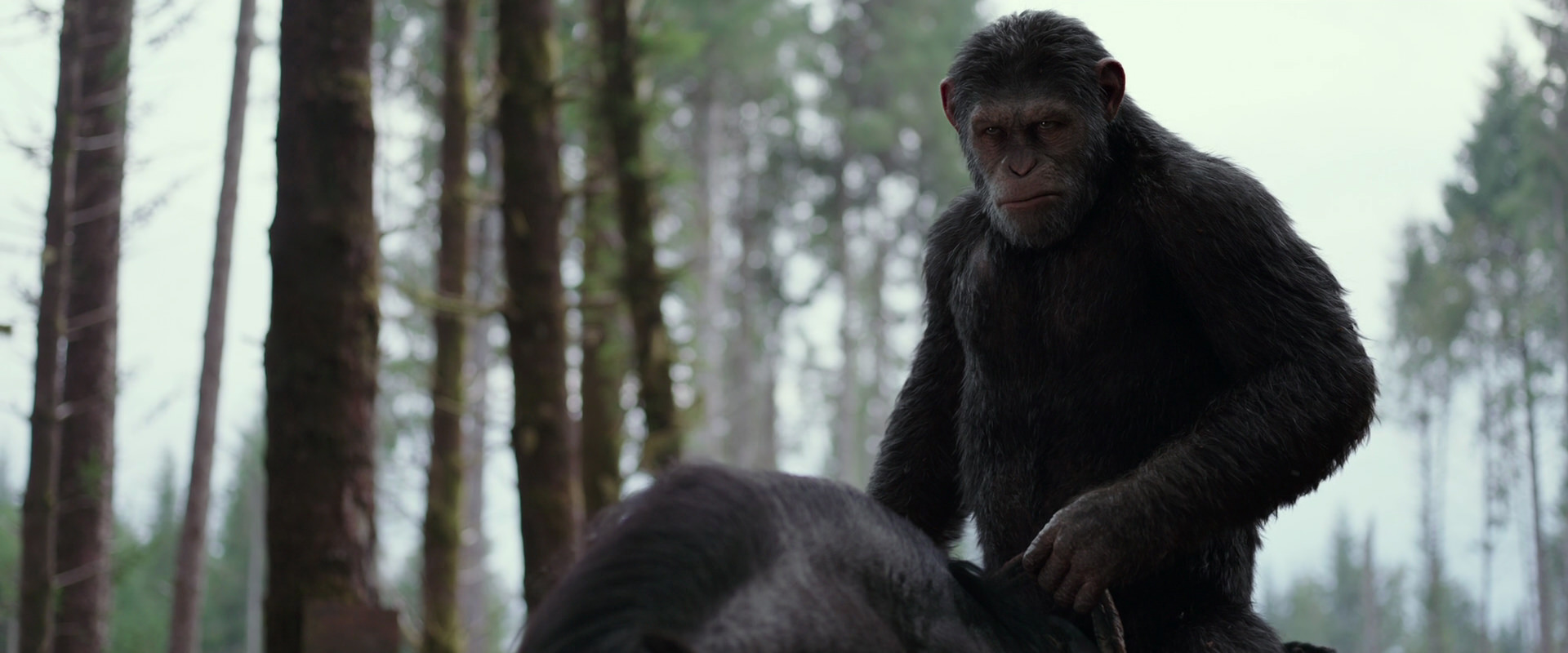 War for the Planet of the Apes (2017) HD screenshot 3059