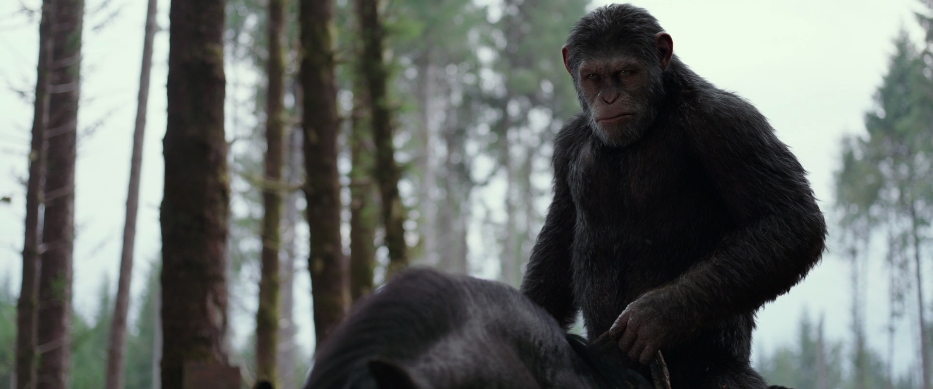 War for the Planet of the Apes (2017) screencap 3060