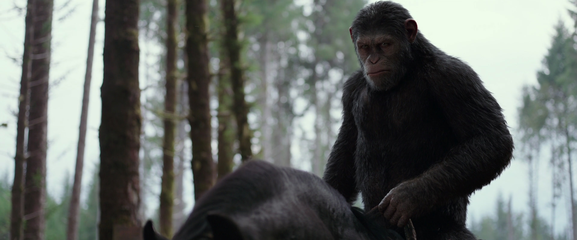 War for the Planet of the Apes (2017) movie still 3061