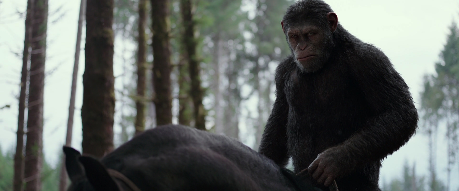 War for the Planet of the Apes (2017) movie still 3064