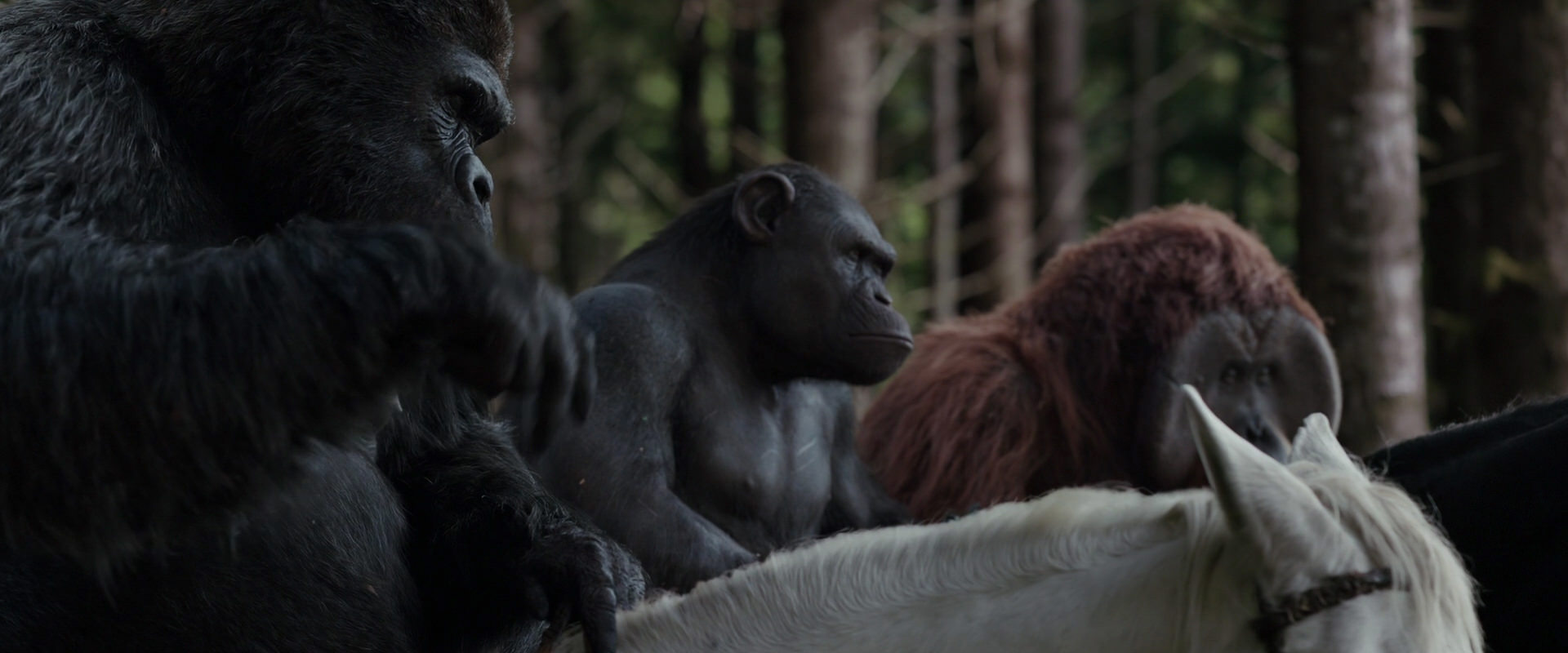 War for the Planet of the Apes (2017) HD screenshot 3065