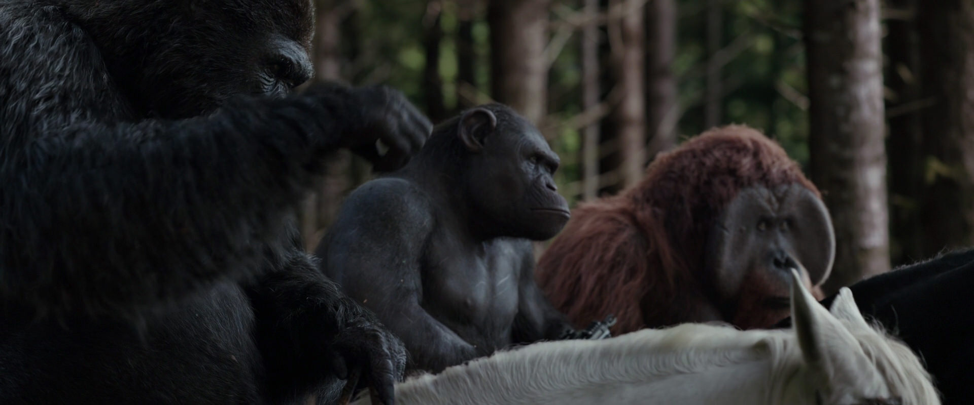 War for the Planet of the Apes (2017) movie still 3067