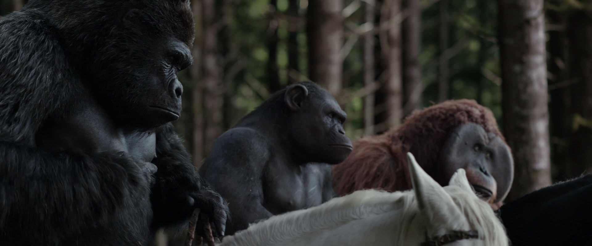 War for the Planet of the Apes (2017) screencap 3075