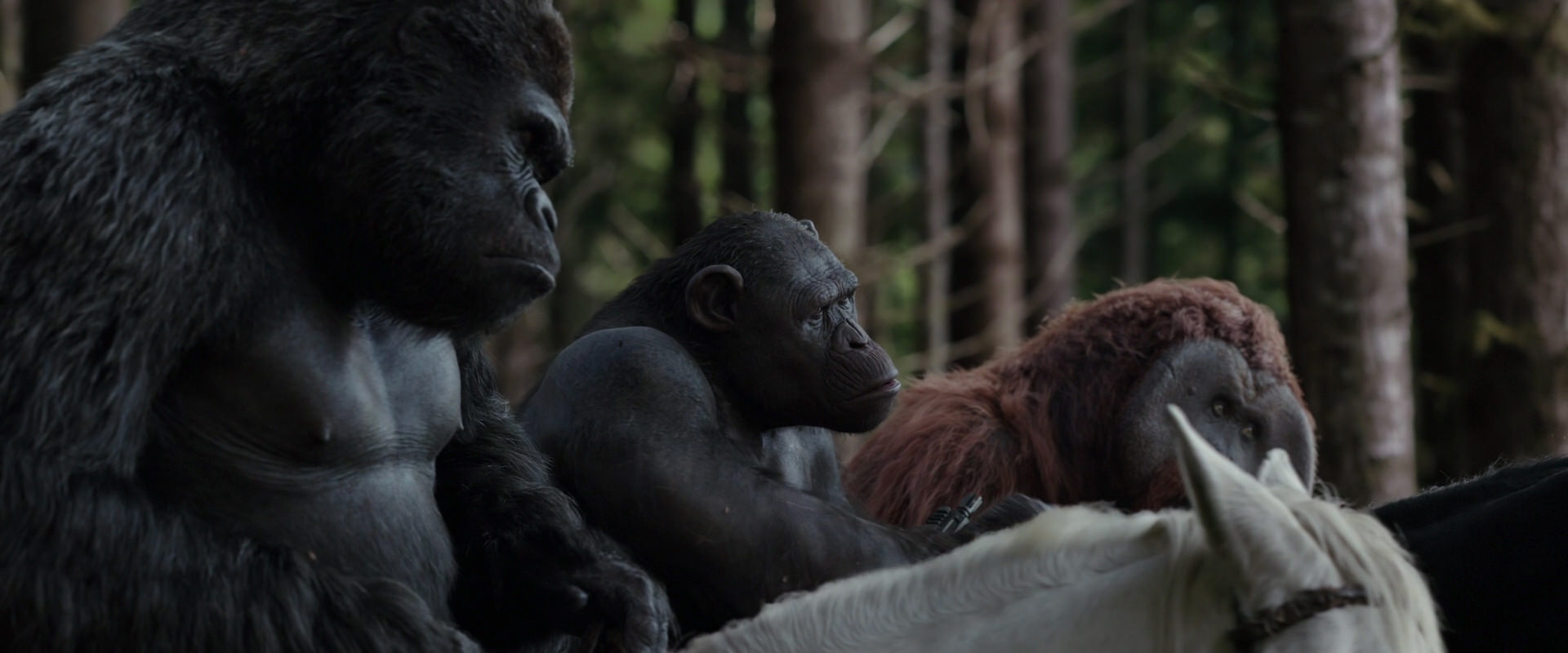 War for the Planet of the Apes (2017) movie still 3082