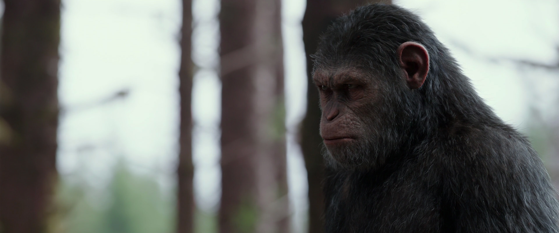 War for the Planet of the Apes (2017) screencap 3084