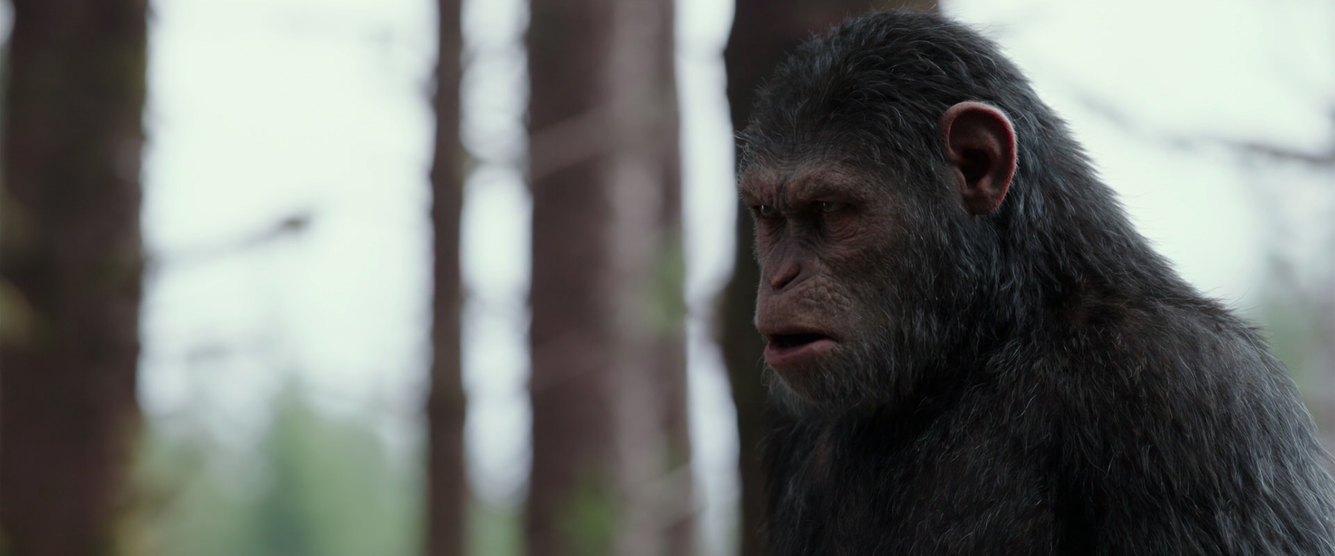 War for the Planet of the Apes (2017) movie still 3085