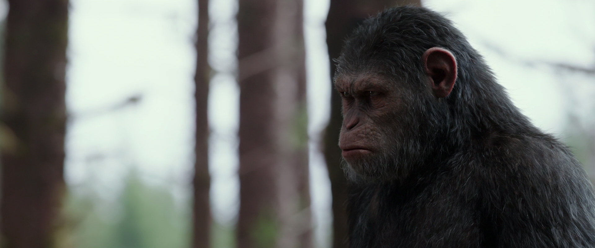 War for the Planet of the Apes (2017) HD screenshot 3086