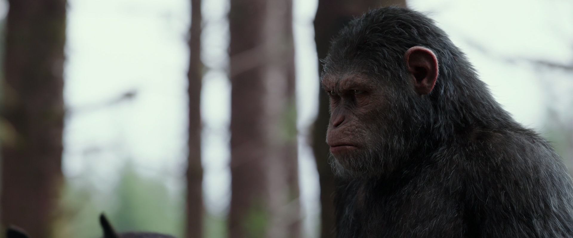War for the Planet of the Apes (2017) screencap 3087