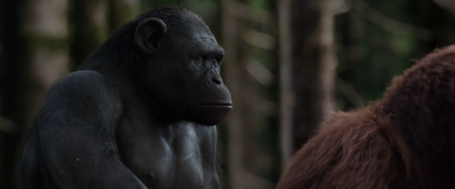 War for the Planet of the Apes (2017) movie still 3088