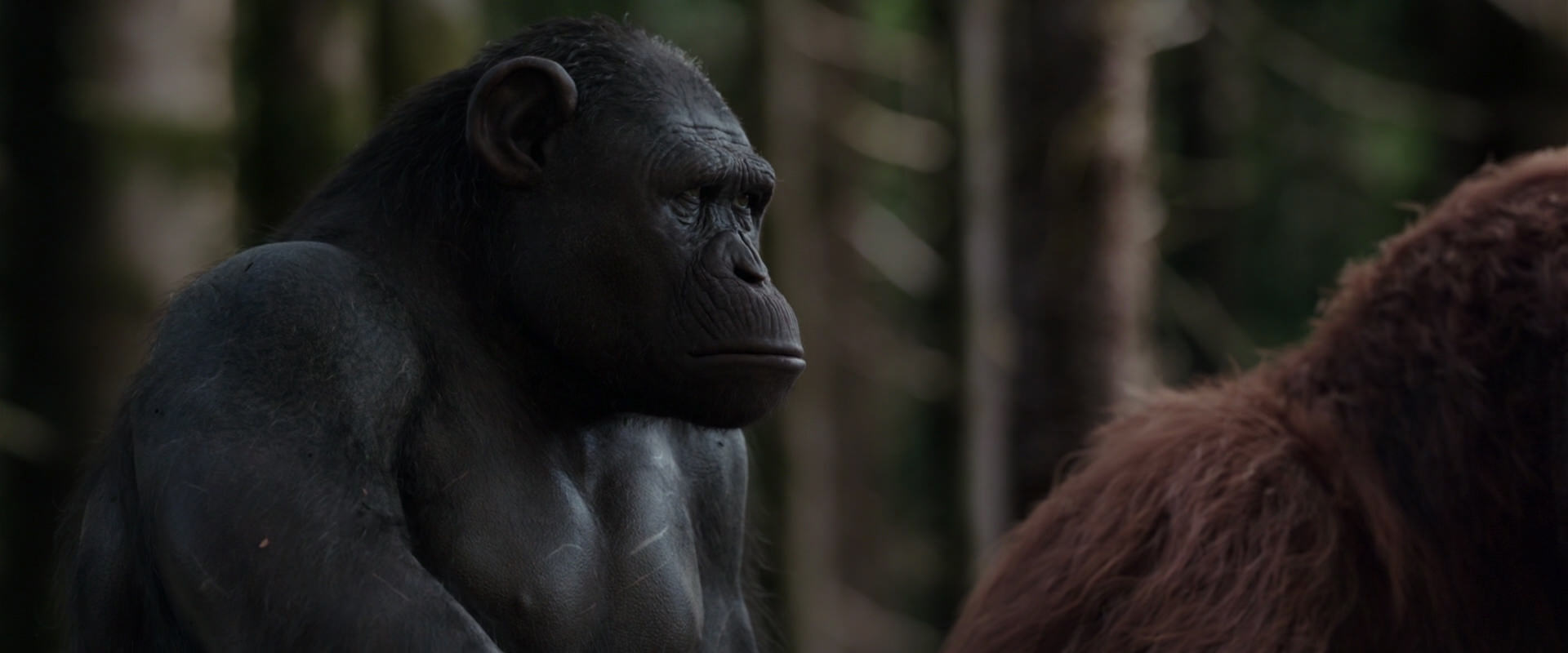 War for the Planet of the Apes (2017) HD screenshot 3089