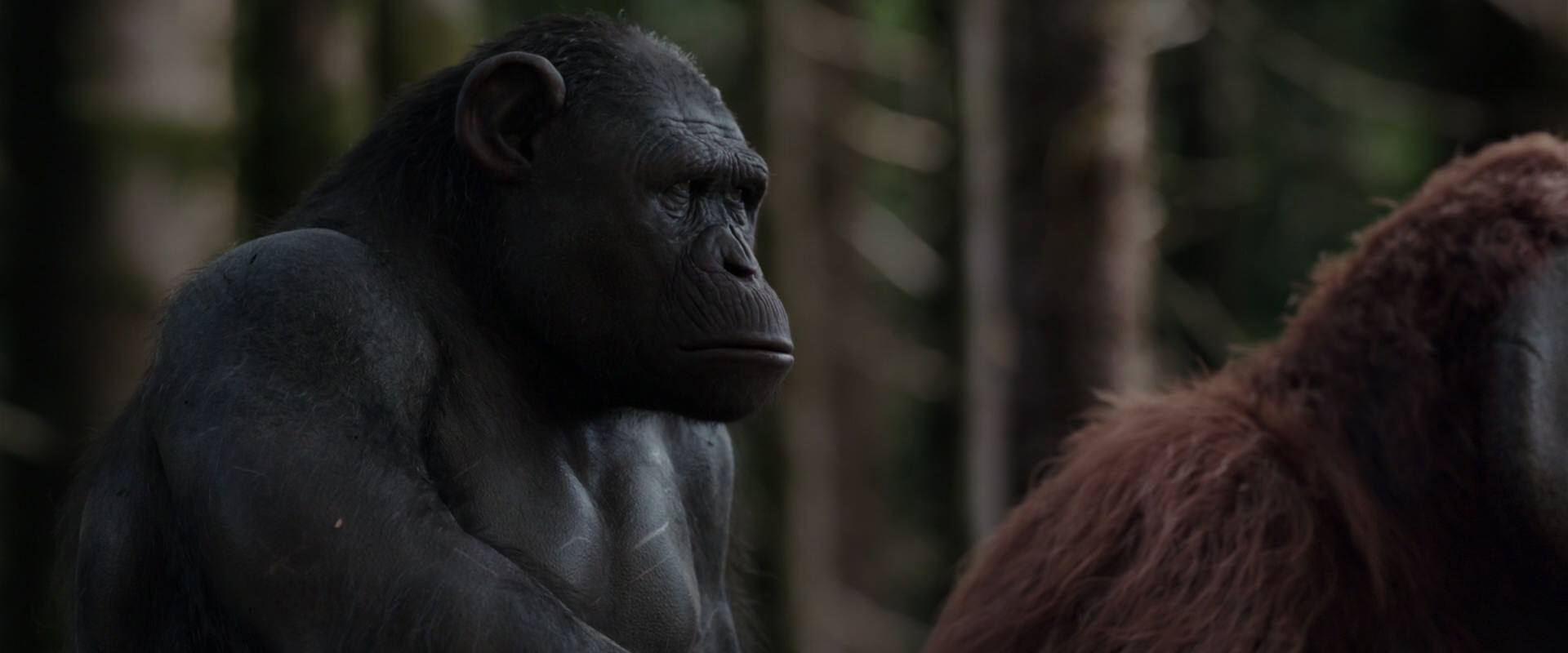 War for the Planet of the Apes (2017) movie still 3094