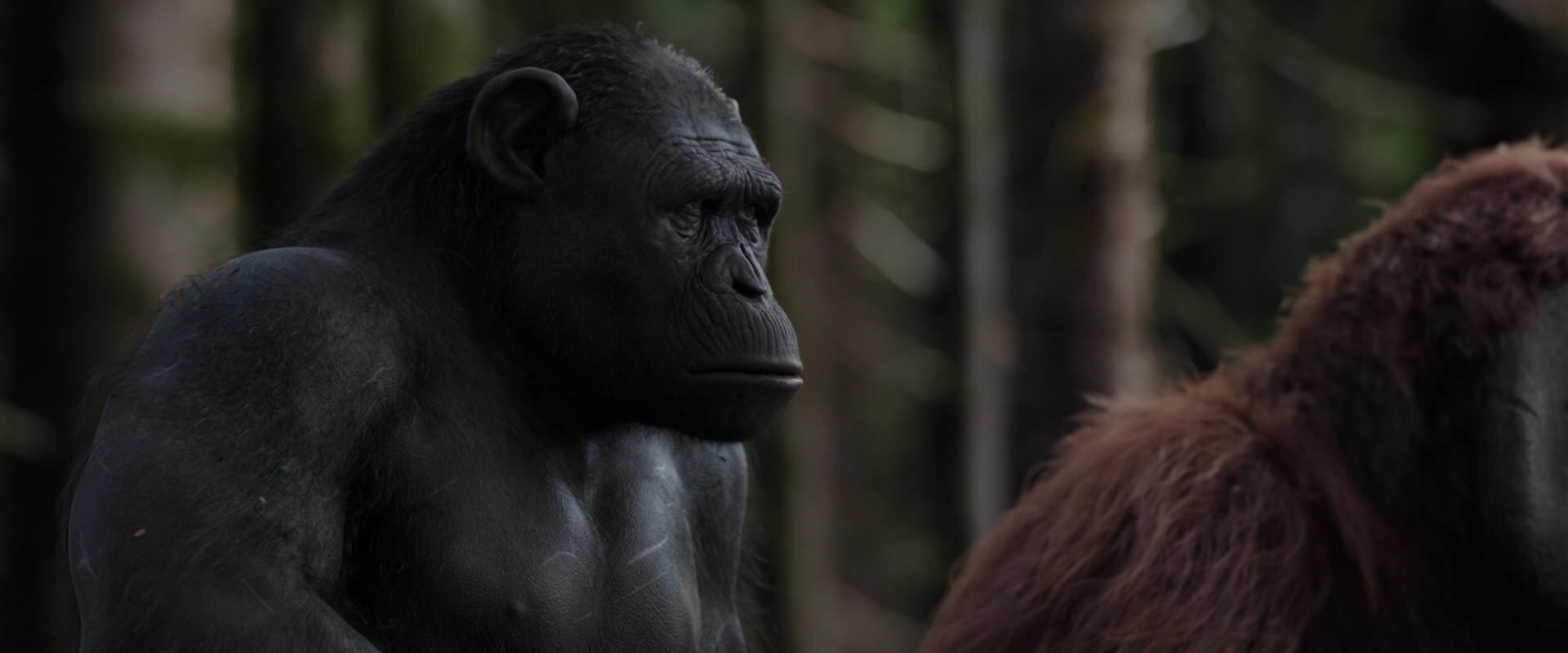 War for the Planet of the Apes (2017) movie still 3097