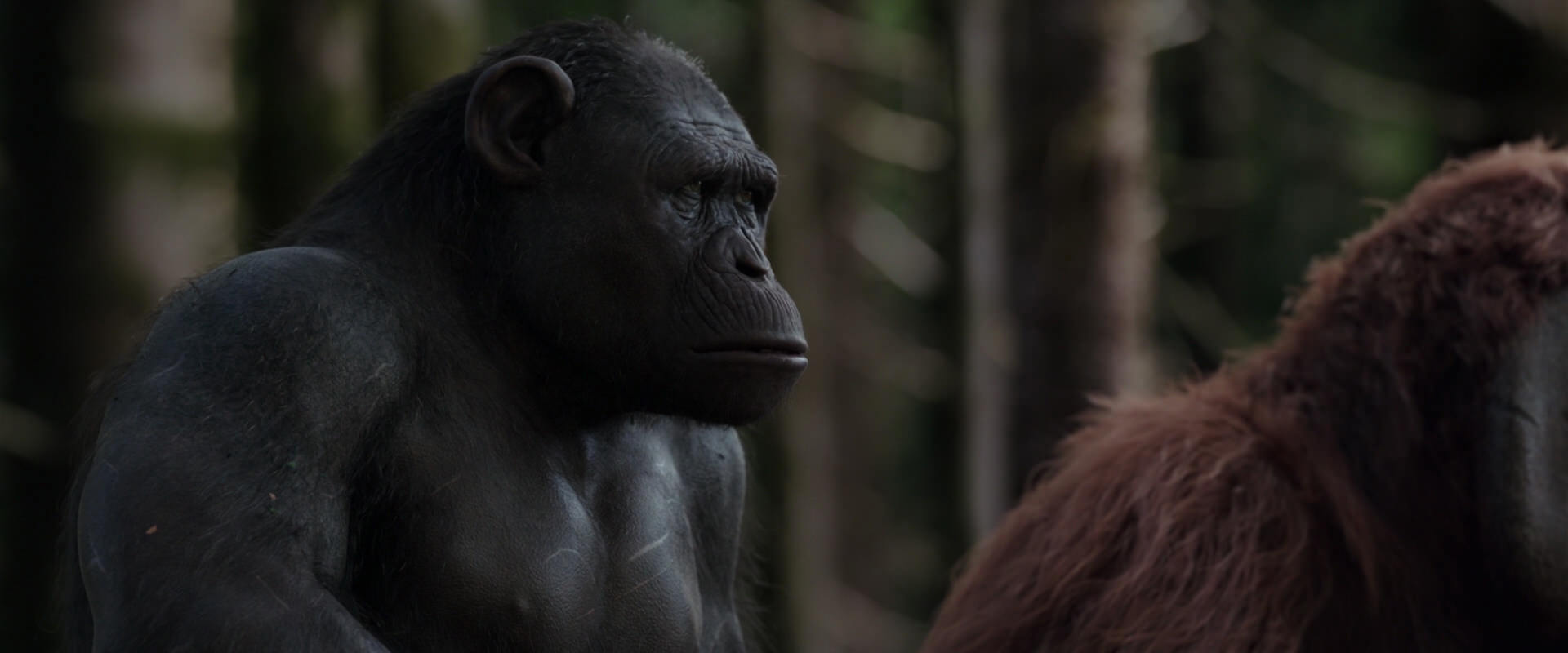 War for the Planet of the Apes (2017) HD screenshot 3098