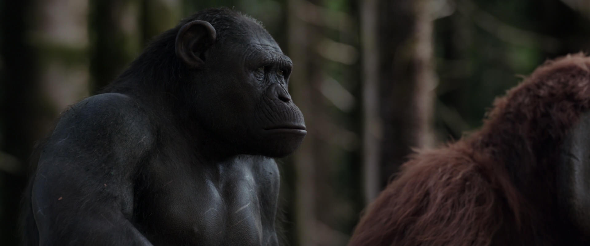 War for the Planet of the Apes (2017) screencap 3099