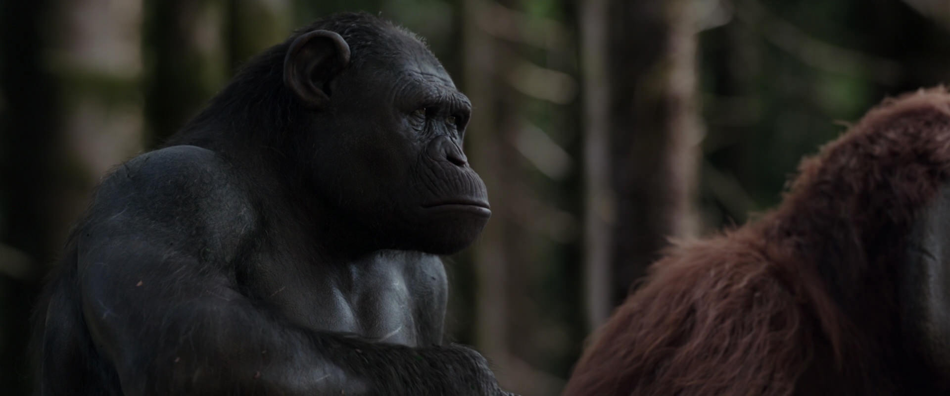 War for the Planet of the Apes (2017) movie still 3100