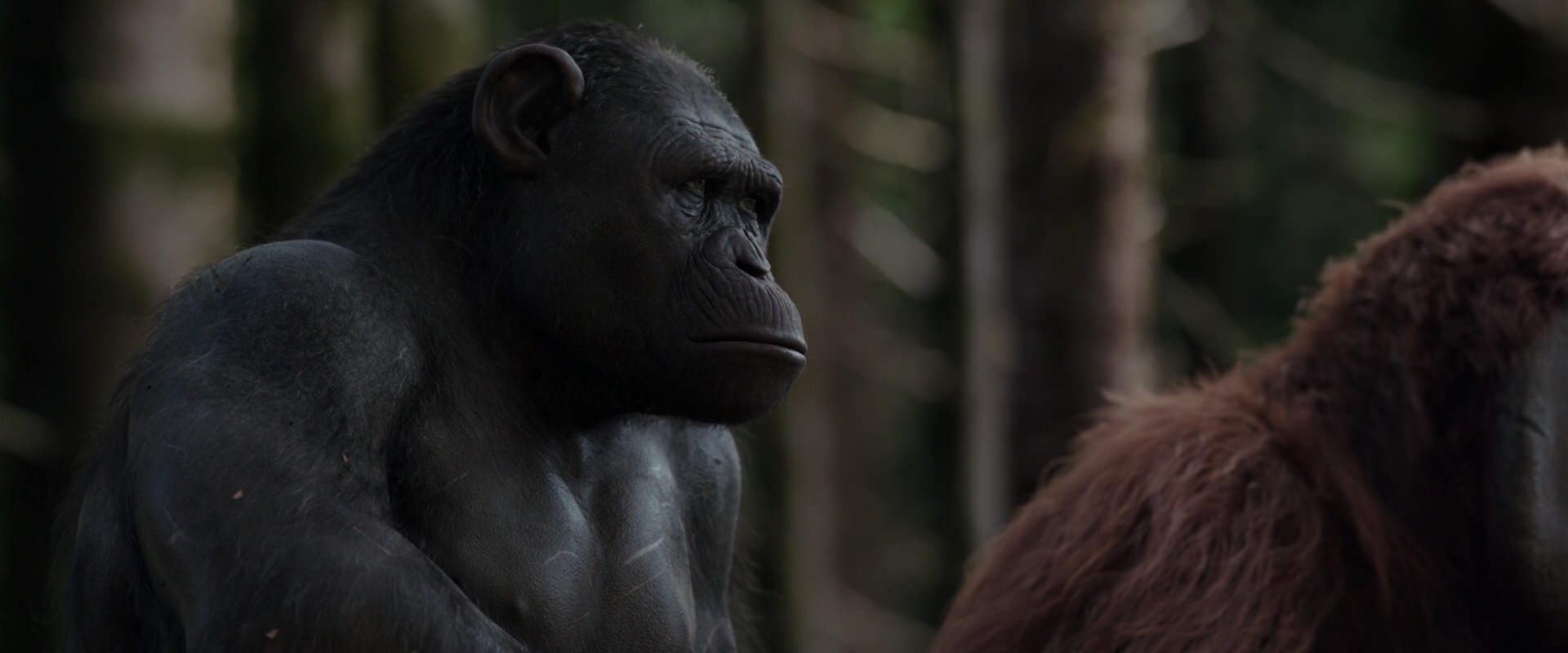 War for the Planet of the Apes (2017) movie still 3103