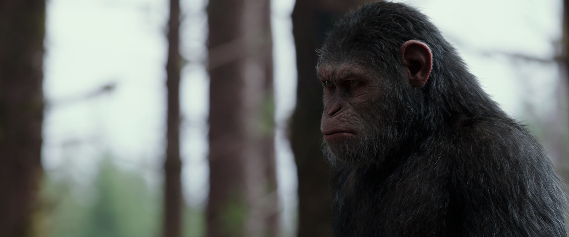 War for the Planet of the Apes (2017) screencap 3105