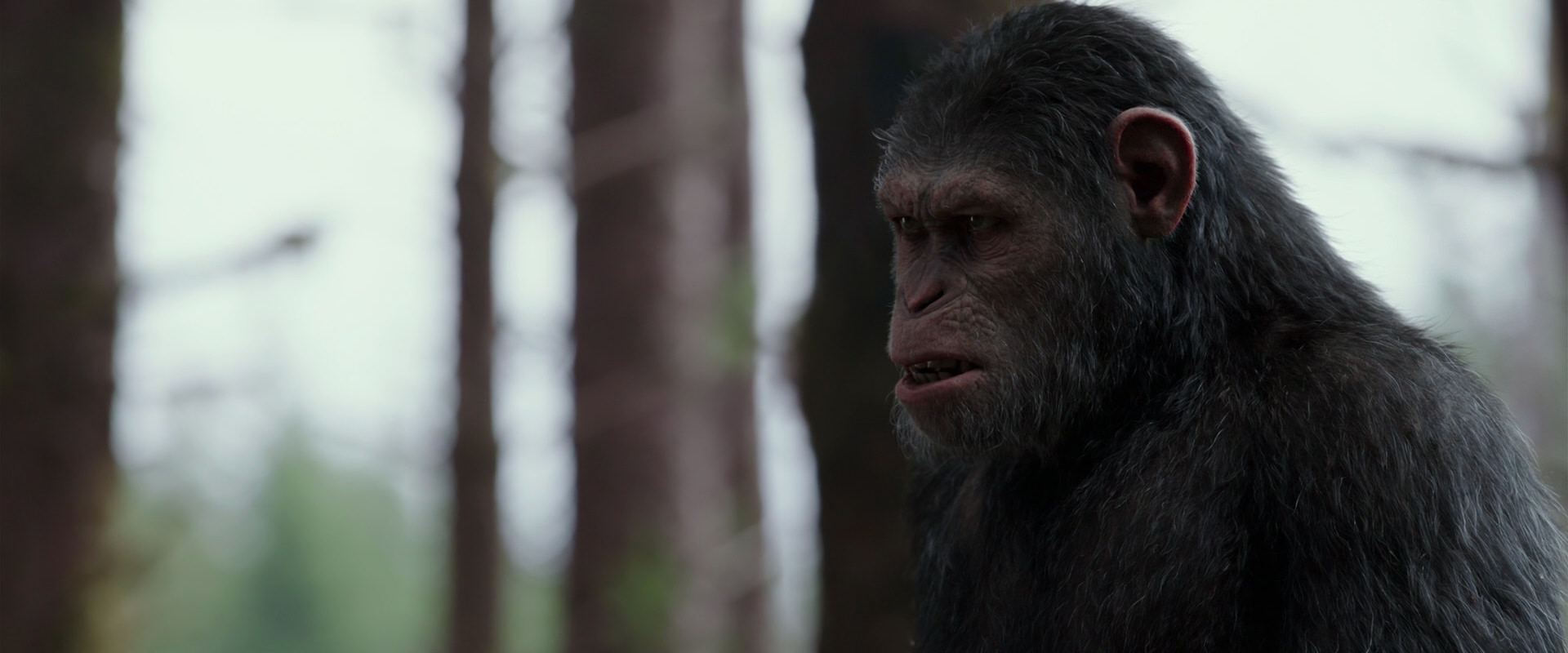War for the Planet of the Apes (2017) HD screenshot 3107