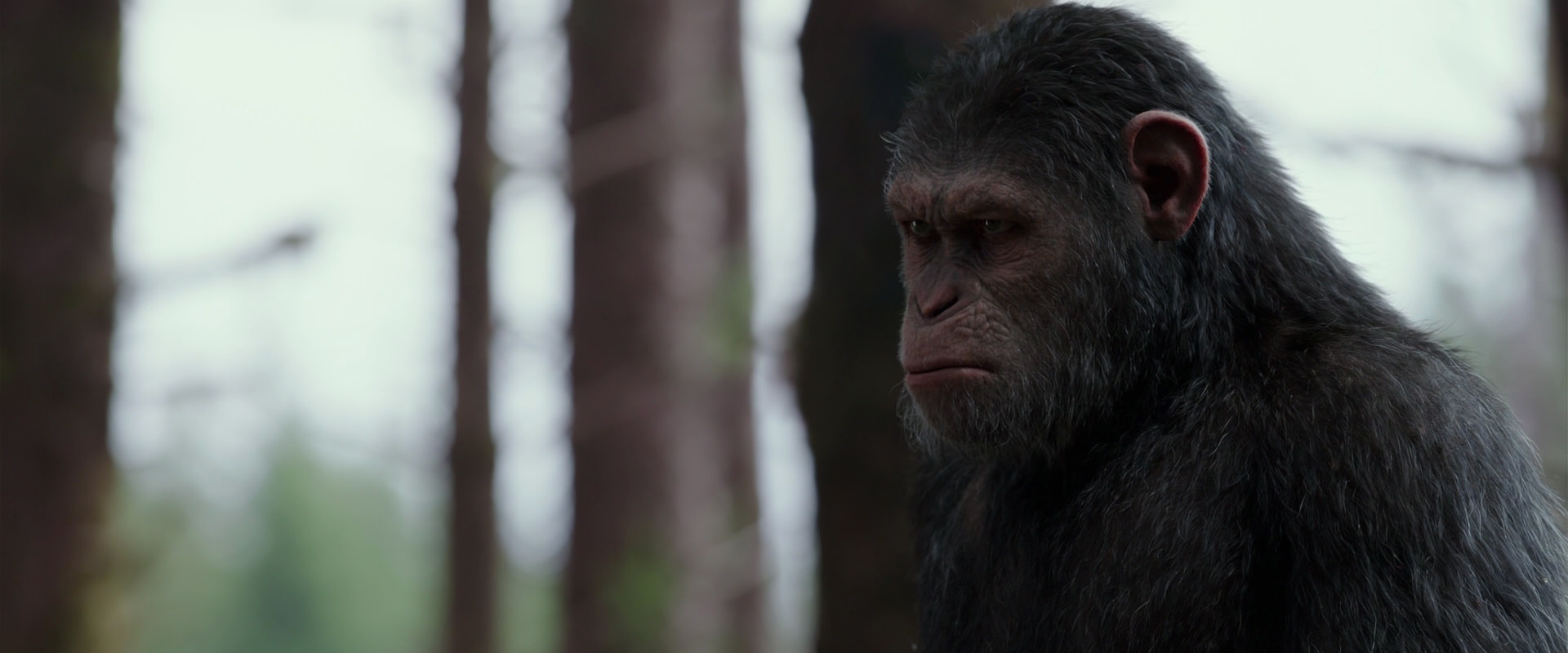 War for the Planet of the Apes (2017) screencap 3108