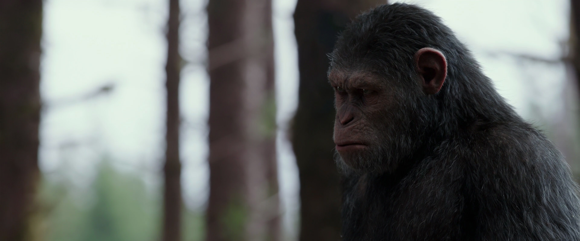 War for the Planet of the Apes (2017) movie still 3112