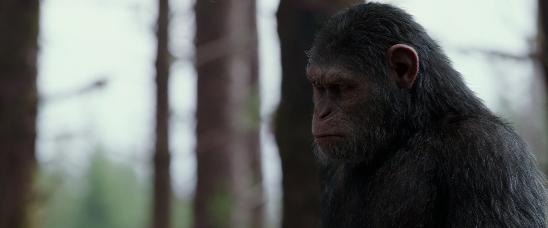 War for the Planet of the Apes (2017) HD screenshot 3113