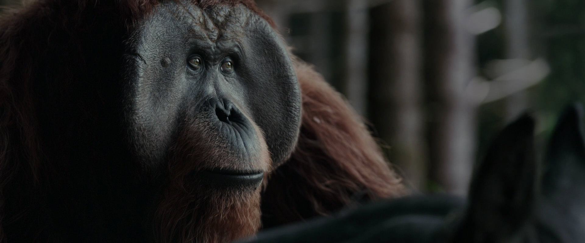War for the Planet of the Apes (2017) screencap 3114