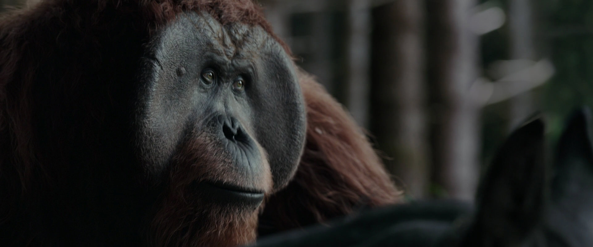 War for the Planet of the Apes (2017) movie still 3115