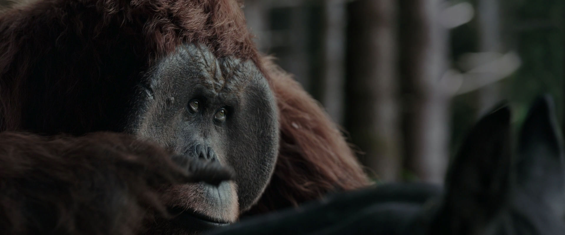 War for the Planet of the Apes (2017) HD screenshot 3116