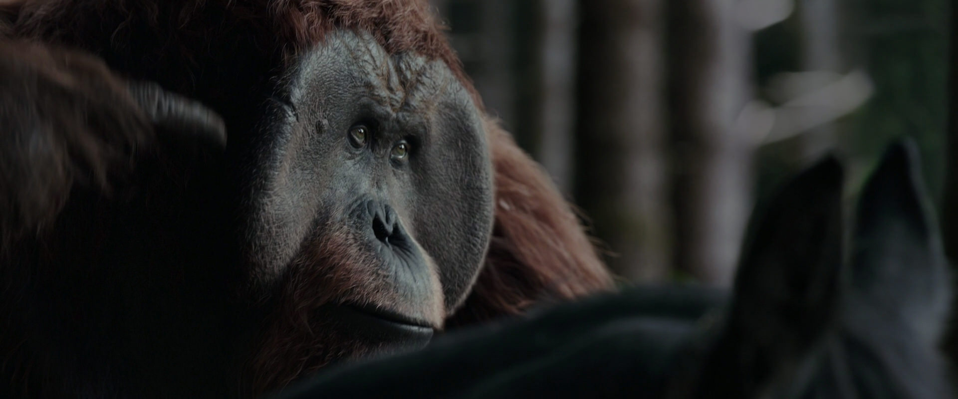 War for the Planet of the Apes (2017) screencap 3117