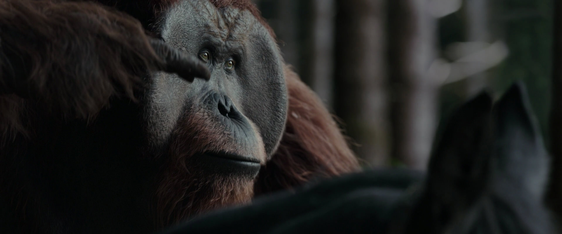 War for the Planet of the Apes (2017) movie still 3118