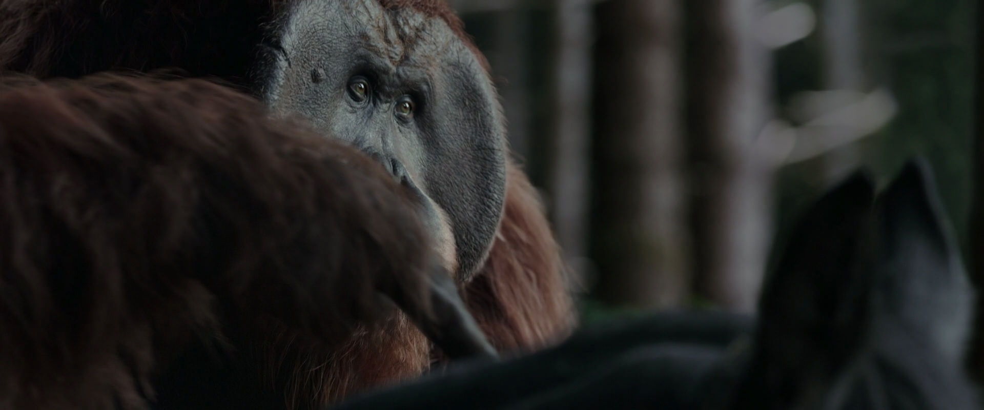 War for the Planet of the Apes (2017) movie still 3121