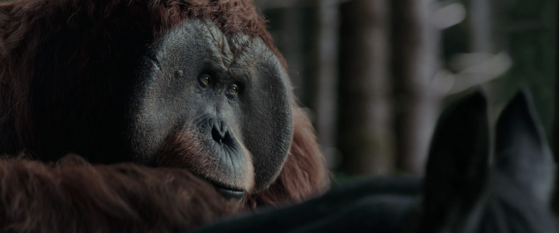 War for the Planet of the Apes (2017) HD screenshot 3122