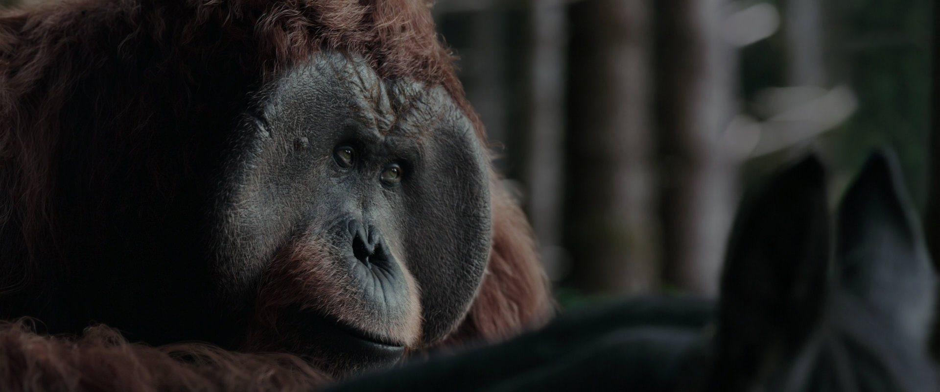 War for the Planet of the Apes (2017) screencap 3123