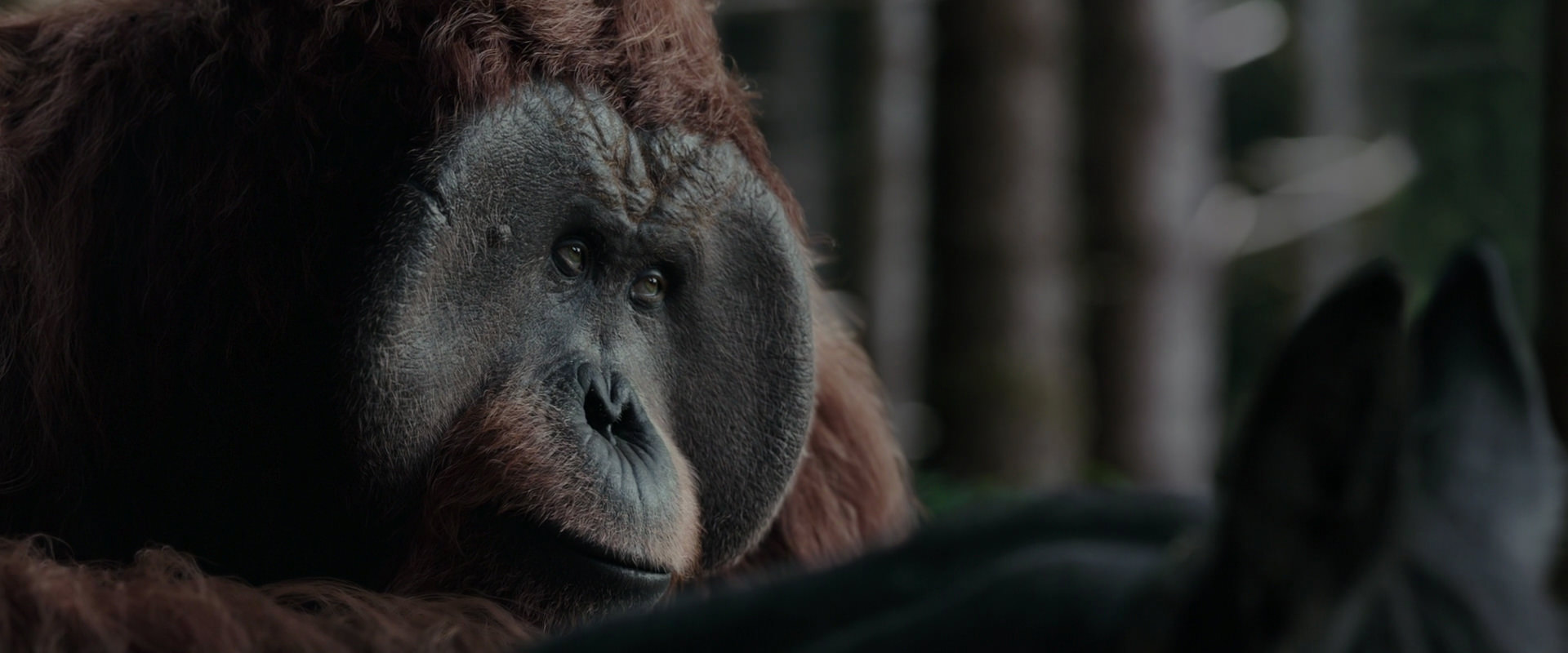 War for the Planet of the Apes (2017) movie still 3124