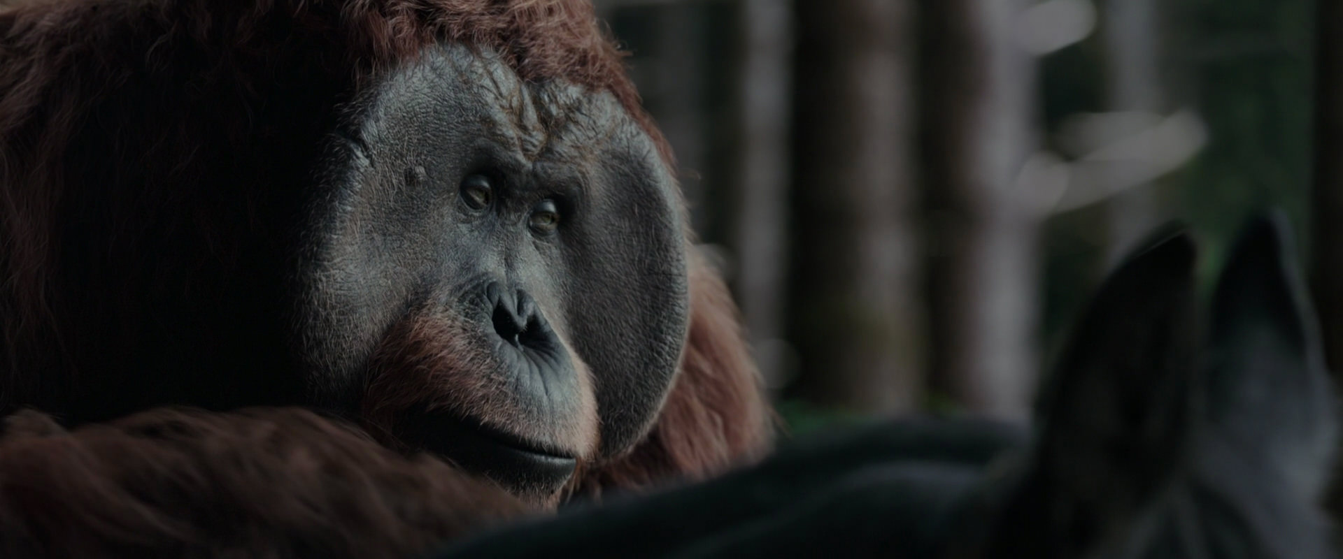 War for the Planet of the Apes (2017) HD screenshot 3125