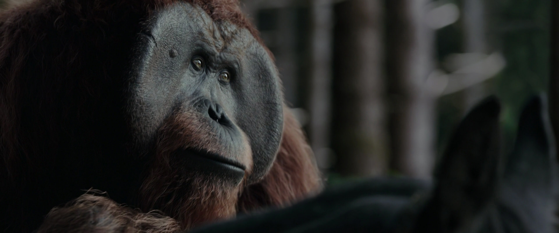 War for the Planet of the Apes (2017) movie still 3127
