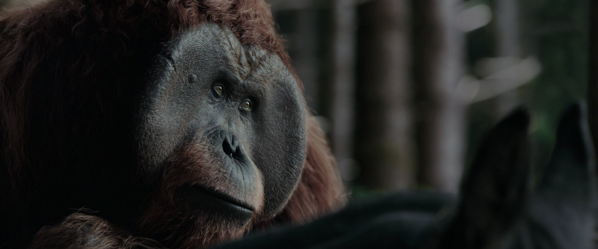 War for the Planet of the Apes (2017) HD screenshot 3128