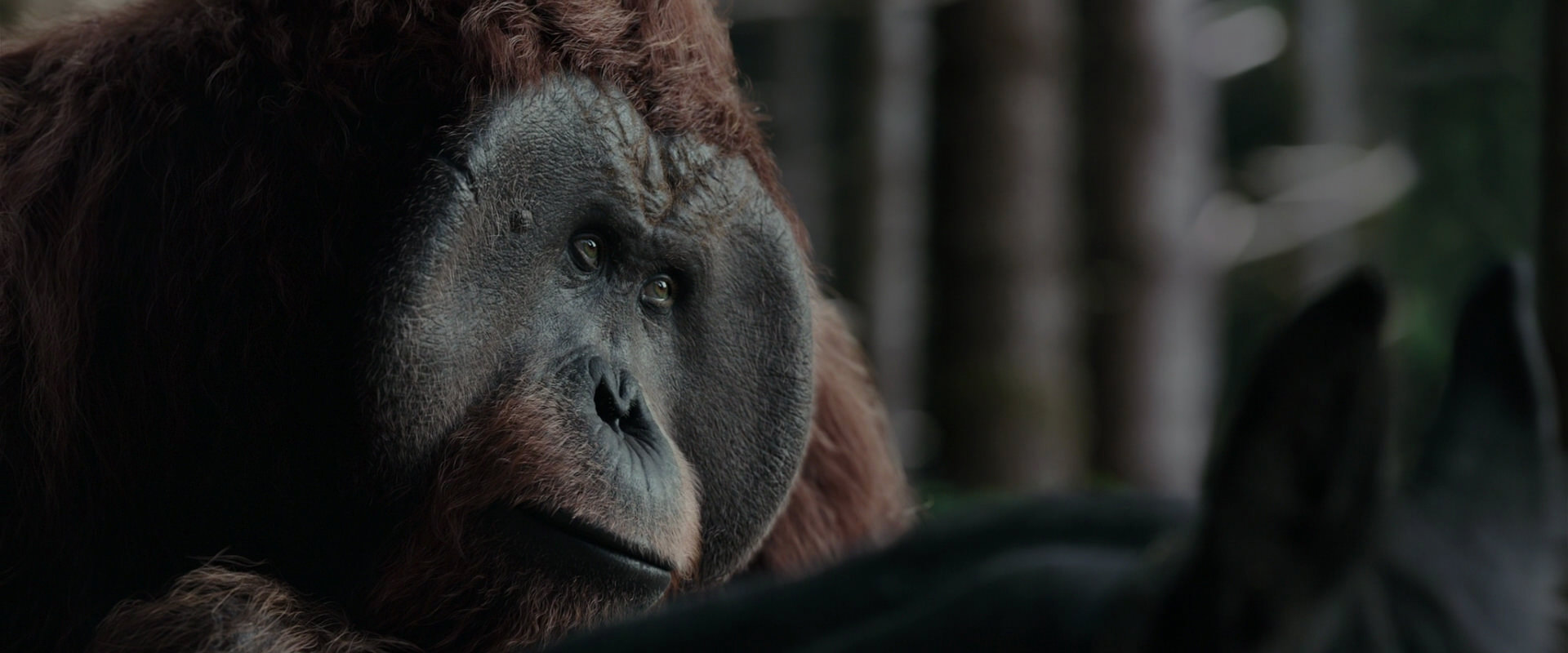 War for the Planet of the Apes (2017) screencap 3129