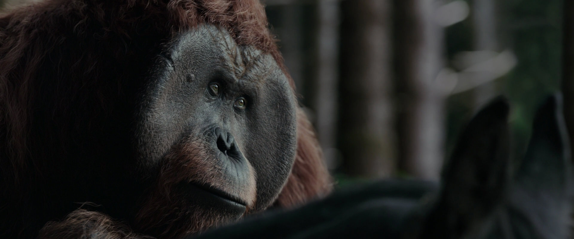War for the Planet of the Apes (2017) movie still 3130