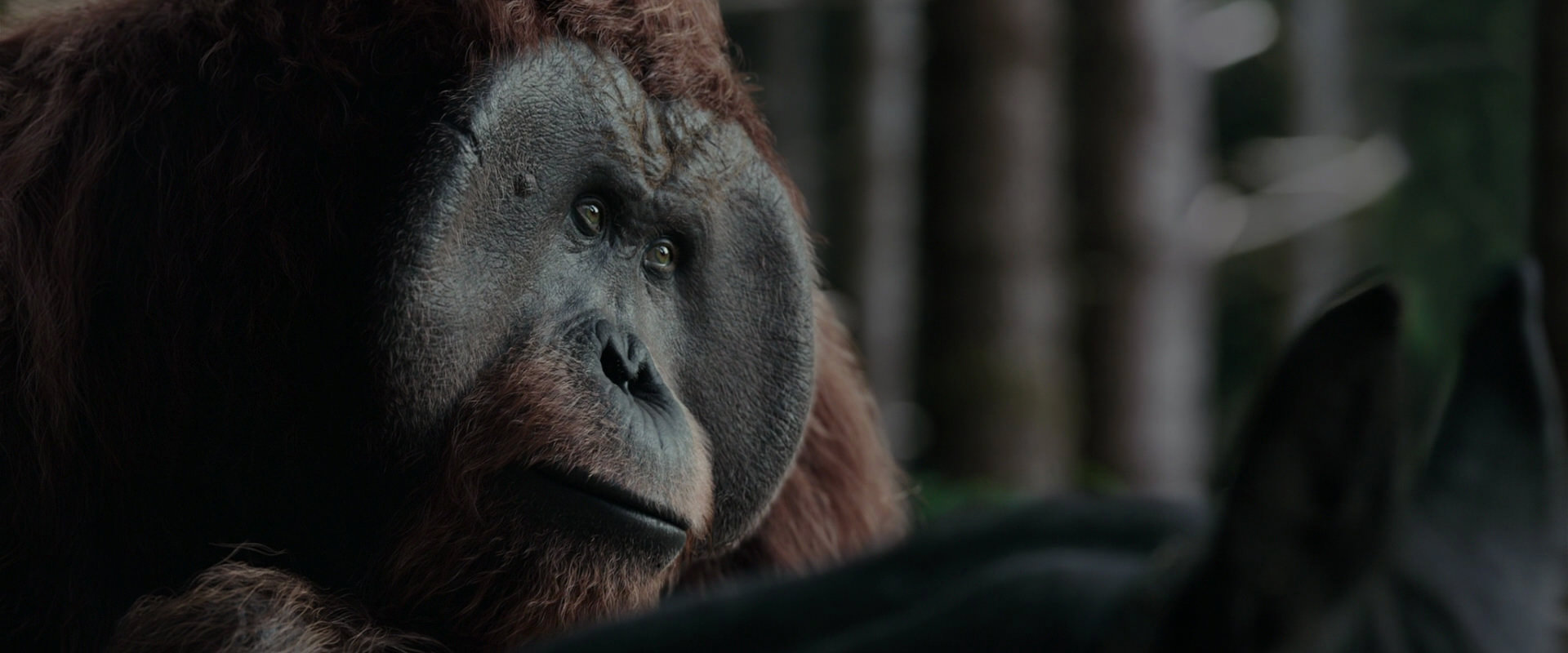 War for the Planet of the Apes (2017) HD screenshot 3131
