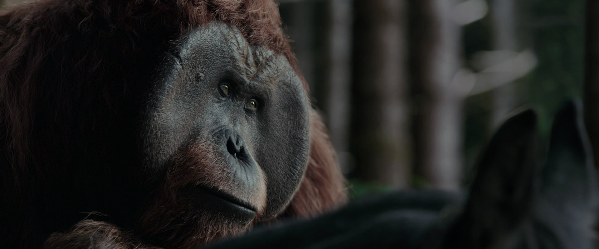 War for the Planet of the Apes (2017) movie still 3133