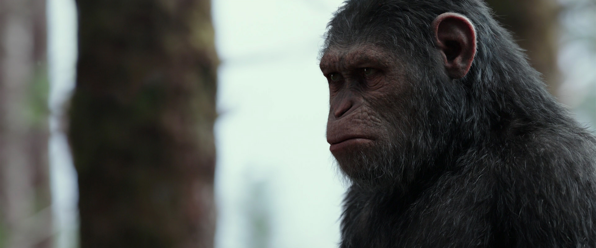 War for the Planet of the Apes (2017) screencap 3135