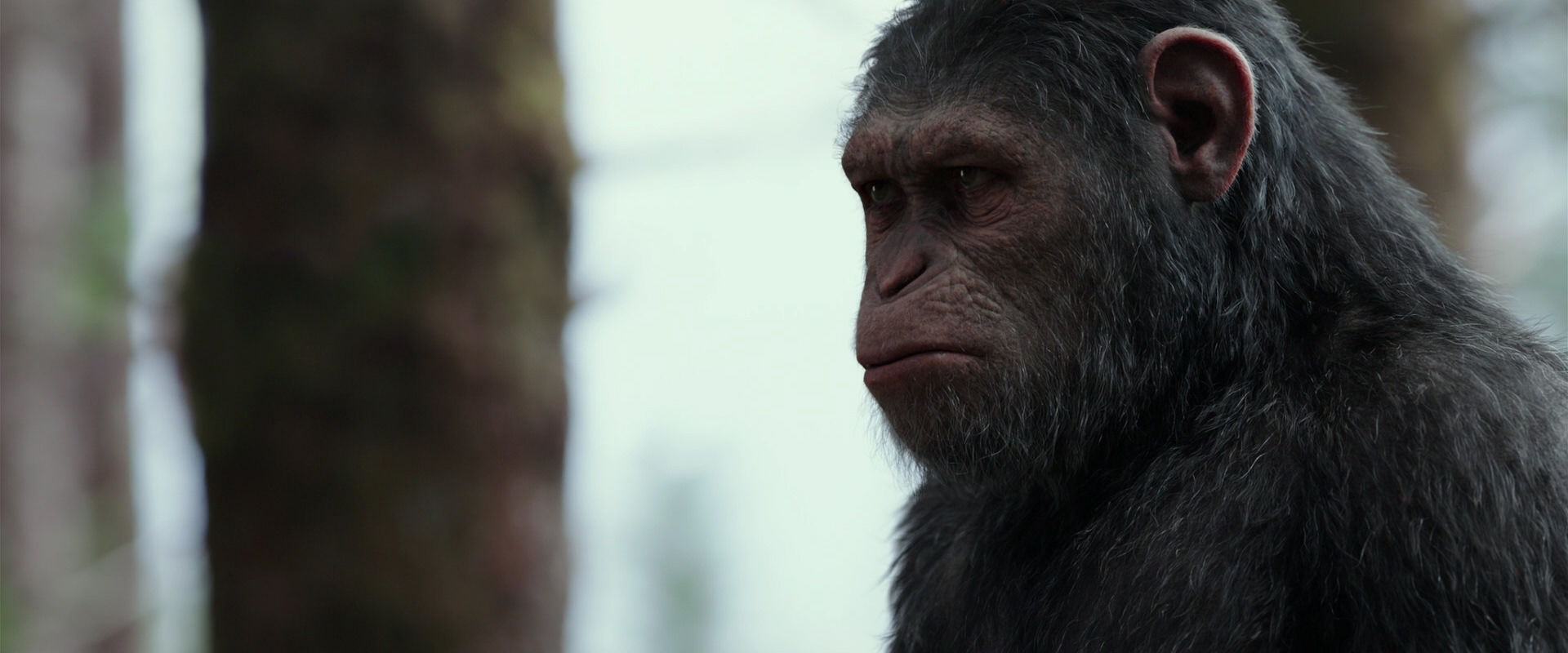War for the Planet of the Apes (2017) movie still 3136