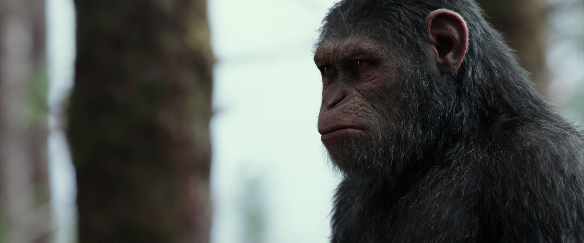 War for the Planet of the Apes (2017) HD screenshot 3137