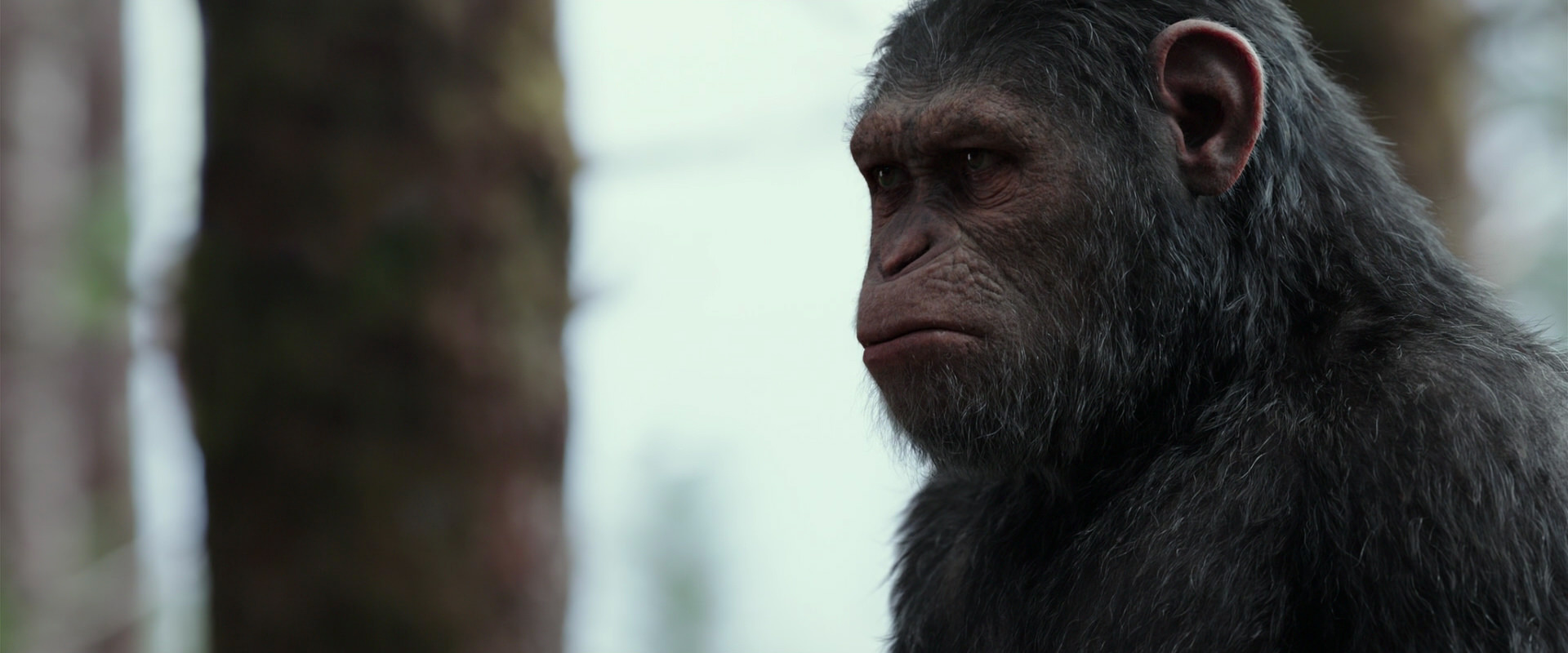 War for the Planet of the Apes (2017) screencap 3138