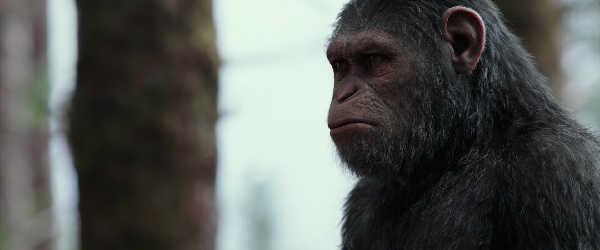 War for the Planet of the Apes (2017) movie still 3139